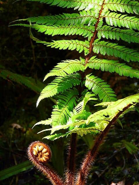 fern-lake-matheson-new-zealand-photograph lake-matheson-nature-new-zealand