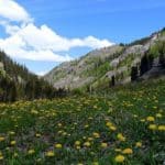 California Gulch