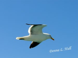 bird-south-africa bird-shark-viewing-excursion