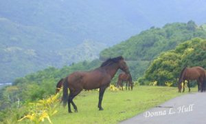 horses-nuku-hiva