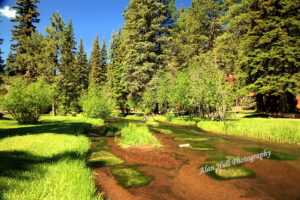 Summer-greer-arizona Let's keep it green