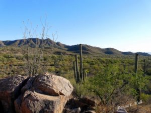 saguaro-national-park-west