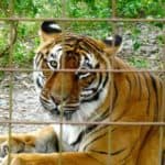 Bengal Tiger at Big Cat Resuce