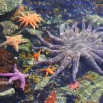 alaska-sea-life-ketchikan ketchikan-snorkeling-excursion-alaska