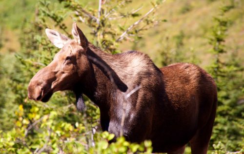 Mother Moose at Bullhead Lake