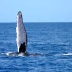 maui-whale-watching