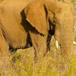 elephant-madikwe-game-reserve