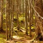cedar grove in Glacier National Park
