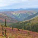 Fall color on Top of the World Highway in the Yukon