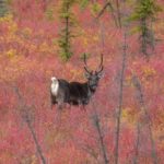 reindeer-alaska