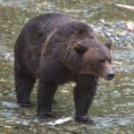 Grizzly bear looking for a salmon breakfast at Fish Creek, Alaska.