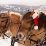 Horses pull the sleigh at The Resort at Paws Up