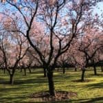 Blooming Almond Trees in Madrid
