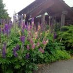 Summer flowers in Bonners Ferry, Idaho