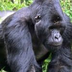 Gorilla Trekking in Rwanda