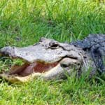 Okefenokee swamp