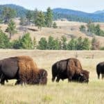 Custer State Park