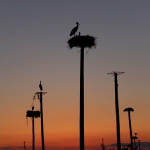 Storks in Caceres