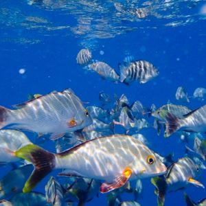 Snorkeling in Rangiroa