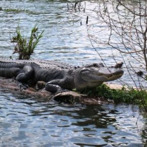 Champagne's Swamp Tour
