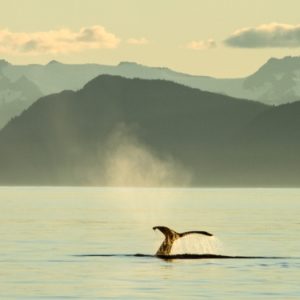 Alaska's Frederick Sound