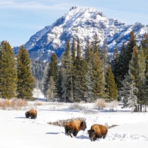 Visit Lamar Valley in the winter