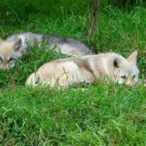 Wolves in Quebec