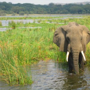 Lone elephant in Victoria Nile
