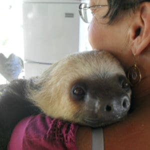Raquel's Ark in Volcan, Panama,