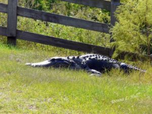 paynes-prairie-florida-preserve-alligator