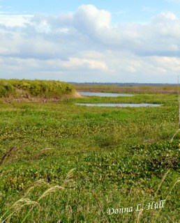 micanopy-florida-paynes-prairie-preserve