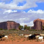 monument-valley-morning-utah goat-herd-monument-valley