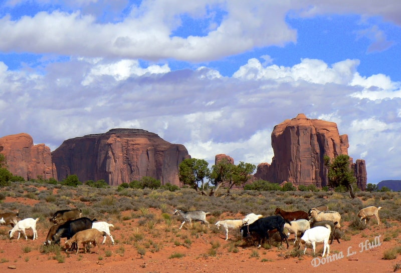 goat-herd-monument-valley
