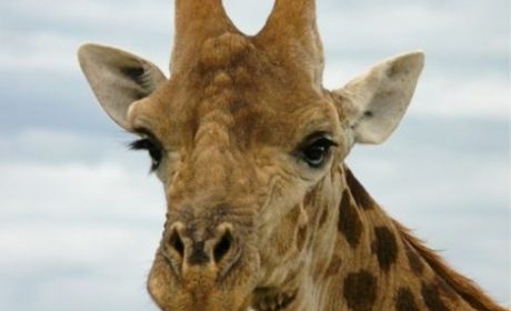 Closeup of a giraffe at Madikwe Game Reserve South Africa