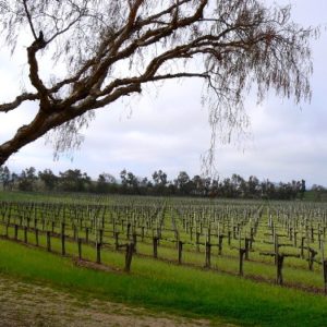 Road-tripping to Solvang Wine Valley Inn