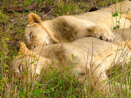 Two lions cuddle during a nap in South Africa