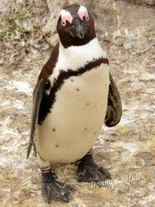 Jackass-penguin-south-africa