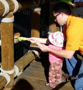 Anna feeds a giraffe at the zoo