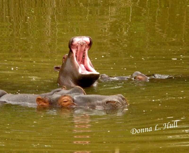 hippo-madikwe-game-reserve