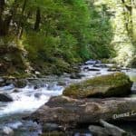 Matukituki-jet-boat-ride-walk-woods Matukituki-River-woods-new-zealand