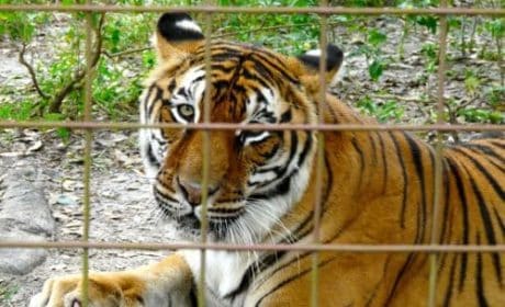 Bengal Tiger at Big Cat Resuce