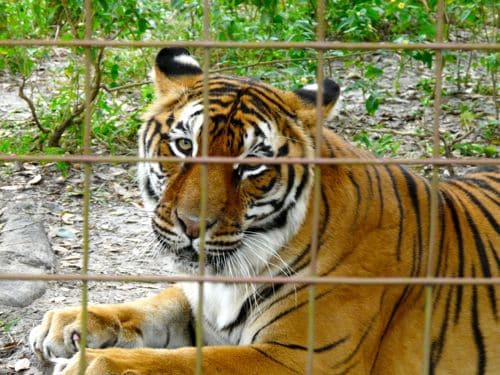 Bengal Tiger at Big Cat Resuce