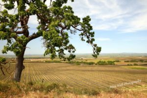 paso-robles-california-vineyard