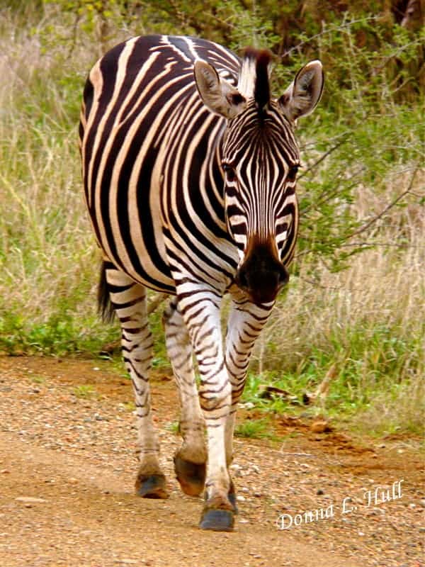 South Africa Zebra Photograph