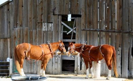 horses-barn-paso-robles-california