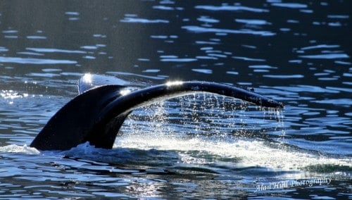 Saturday’s scene: A Whale’s Tail