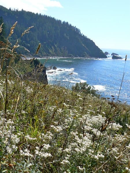 Hiking Cascade Head on the Oregon Coast