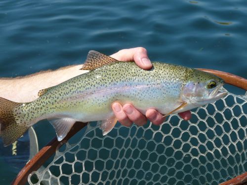 Trout caught in Missouri River