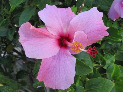 Lavender colored hibiscus blossom on the Big Island of Hawaii.