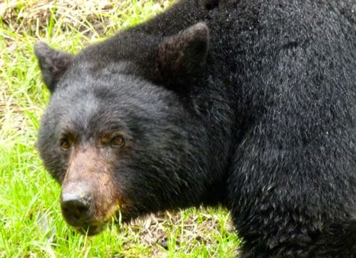 Black bear grazing on Highway 3 in British Columbia